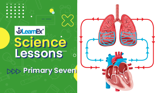 science7